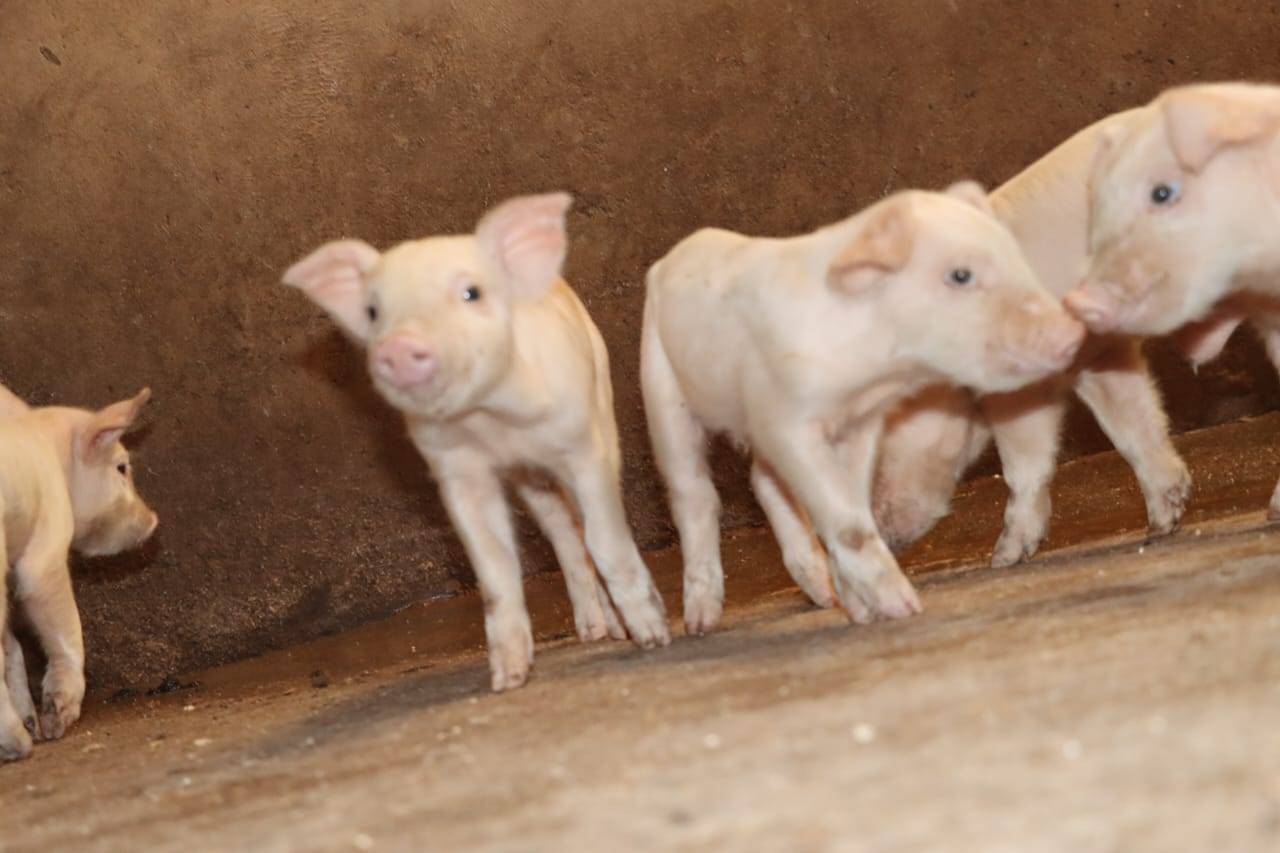 darigold farm piglets 1