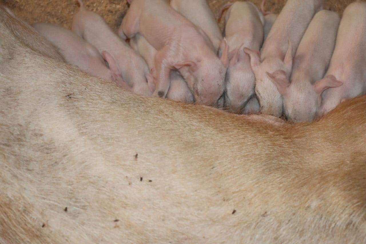 piglets darigold farm